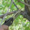 Folding Saw